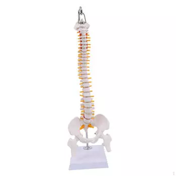 Подвесная модель позвоночника человека с тазом и бедренной костью, подробный позвоночный столб, гибкий для науки