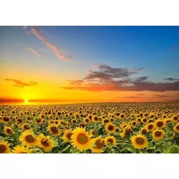 Поле подсолнухов на закате Солнечный пейзаж Художественные постеры Холст Живопись Настенные принты Картины для гостиной Домашний декор Cuadros 21cm30cm NoFrame
