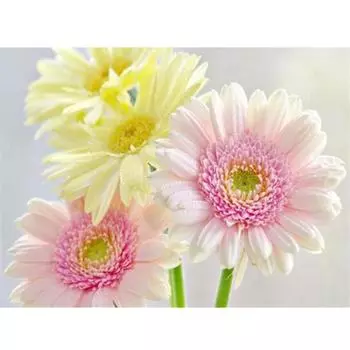 Полная 5D Diy Алмазная Картина Эффектные Цветы Дрель Вышивка Крестом Домашний Декор Ручной Работы Подарок 25x30cm