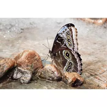 Полная Алмазная Вышивка Бабочка 5D Алмазная Картина Вышивка Крестом 3D Алмазная Мозаика Ремесло 20X30CM