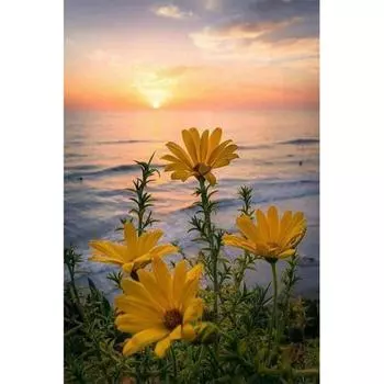 Полная алмазная вышивка закат цветок алмазная мозаика картина из страз декор подарок 5D DIY алмазная живопись вышивка крестом Full Round 20x30CM