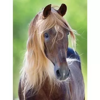 Полная дрель 5D алмазная живопись вышивка рукоделие DIY алмазная вышивка мозаика подарок настенное искусство декор Full Round 20X30CM