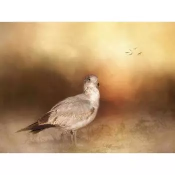 Полная круглая алмазная вышивка Голубь 5D DIY Алмазная картина Вышивка крестом Стразы 20X30CM