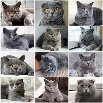 Полная площадь Алмазная картина Кошка 5D DIY Алмазная вышивка Распродажа Животные Набор для вышивки крестом Украшение стен Искусство Full Round 20x25CM