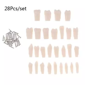 Полная зубная зернистость рта 28 шт./комплект зубов смоляная имитация стоматологическая модель