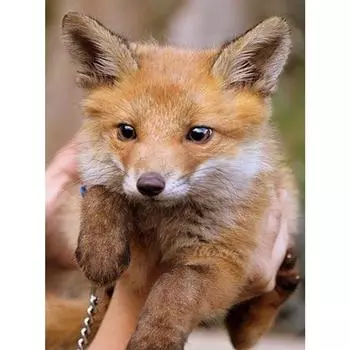 Полная вышивка 5D алмазная мозаика сделай сам вышивка стразами картина алмазное настенное искусство декор Full Round 20X30CM