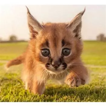 Полный 5D Diy Алмазная картина Бегущий кот Алмазная вышивка Крестом Домашний декор Подарок ручной работы 25x25cm