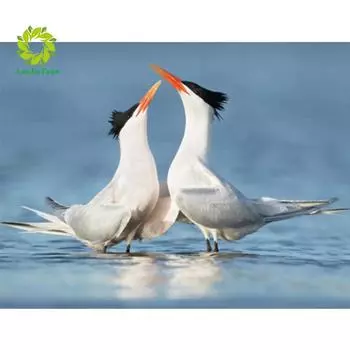 Полный 5D Diy Алмазная картина Белая птица Алмазная вышивка Полный набор аниме Наборы для вышивки крестом Домашний декор Подарок ручной работы Round 20x30cm