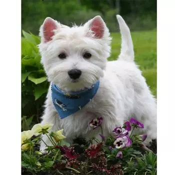 Полный 5D Diy Алмазная картина Белая собака на траве Вышивка крестом Домашний декор Подарок ручной работы 25x30cm