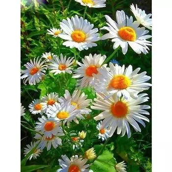 Полный 5D Diy Алмазная картина Белые цветы Алмазная вышивка Полный вышивки крестом Домашний декор Подарок ручной работы 20x30cm