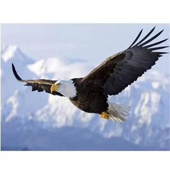 Полный 5D Diy Алмазная картина Бесплатная Орел Мозаика Вышивка Крестом Домашний Декор Ручной Подарок 20X25CM
