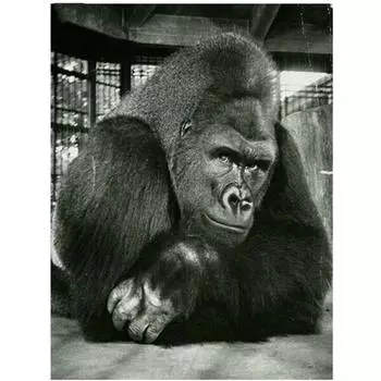 Полный 5D Diy Алмазная картина Черная горилла Алмазная вышивка Полный набор аниме Наборы для вышивки крестом Домашний декор Подарок ручной работы 20x30cm