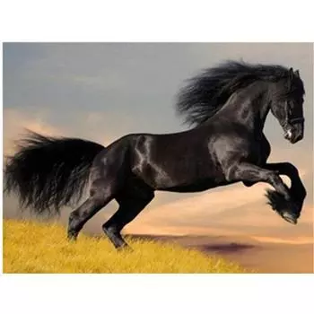 Полный 5D Diy Алмазная картина Черная лошадь Вышивка Крестом Домашний декор Ручной подарок Подарок 25x30cm