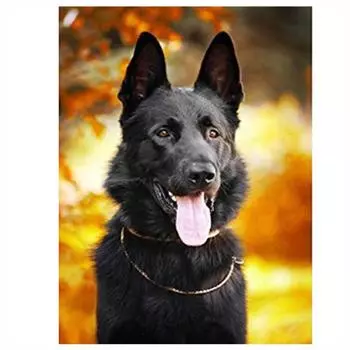 Полный 5D Diy Алмазная картина Черная собака Алмазная вышивка Полный набор аниме Наборы для вышивки крестом Домашний декор Подарок ручной работы 20x30cm