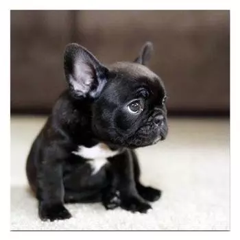 Полный 5D Diy Алмазная картина Черная собака Алмазная вышивка Наборы для вышивки крестом Домашний декор Подарки ручной работы Round 25x25cm