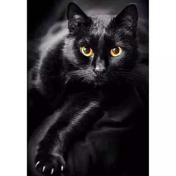 Полный 5D Diy Алмазная картина Черный кот Вышивка Домашний декор Подарок ручной работы 20X25CM