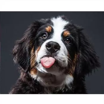 Полный 5D Diy Алмазная картина Черный щенок Алмазная вышивка Полный лежал вышивка крестом Домашний декор Подарок ручной работы 20x30cm