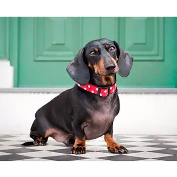 Полный 5D Diy Алмазная картина Черный щенок Алмазная вышивка Полный лежал вышивка крестом Домашний декор Подарок ручной работы 20x30cm