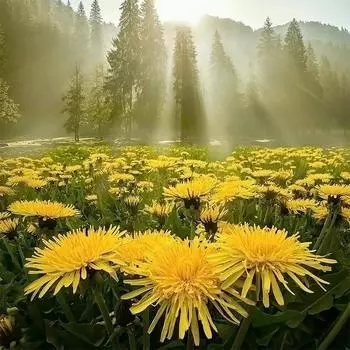 Полный 5D Diy Алмазная картина Цветочный пейзаж Алмазная вышивка Крестом Домашний декор Ручной подарок Подарок 30x30cm