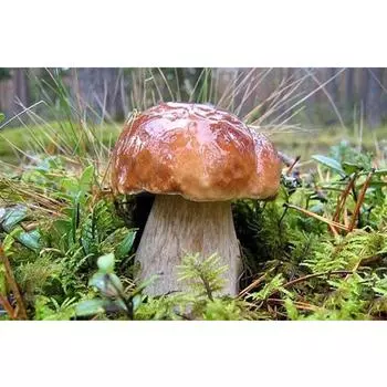 Полный 5D Diy Алмазная картина Дикие грибы Алмазная вышивка Полный вышивка крестом Домашний декор Подарок ручной работы 20x30cm