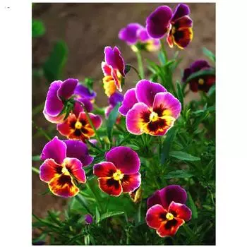 Полный 5D Diy Алмазная картина Дикий цветок Алмазная вышивка Крест Стежок Главная Декор Ручной подарок 25x30cm