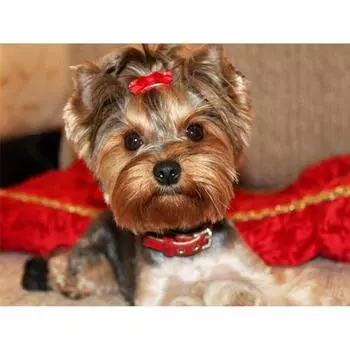 Полный 5D DIY Алмазная картина Домашняя собака Алмазная вышивка Набор для вышивки крестом Горный хрусталь Домашний декор Подарок 20x30cm