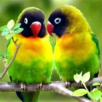 Полный 5D Diy Алмазная картина Два красивых попугая Вышивка крестиком Домашний декор Ручная работа 25x25cm