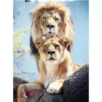 Полный 5D Diy Алмазная картина Два льва Алмазная вышивка Полный вышивки крестом Домашний декор Подарок ручной работы 20x30cm