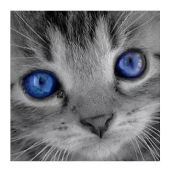 Полный 5D Diy Алмазная картина Голубоглазый кот Вышивка крестом Домашний декор Подарок ручной работы 25x25cm