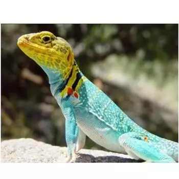 Полный 5D Diy Алмазная картина Хамелеон Ainimal Вышивка Крестом Домашний Декор Ручной Подарок 20X25CM