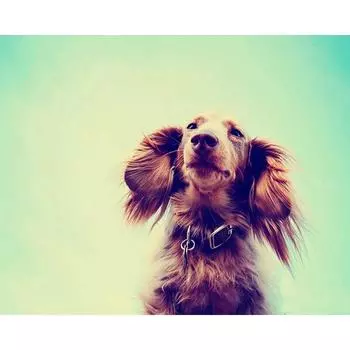 Полный 5D DIY Алмазная картина Элегантная собака Алмазная вышивка Мозаика Наборы вышивки крестом Домашний декор Подарки ручной работы Round 20x30cm