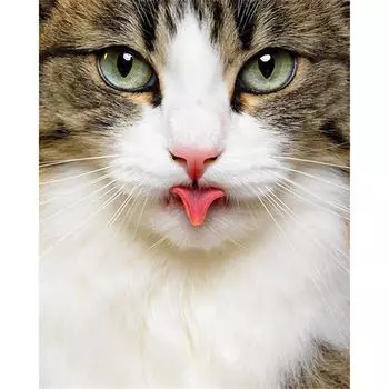 Полный 5D Diy Алмазная картина Кот с высунутым языком Вышивка крестом Домашний декор Подарок ручной работы 25x30cm