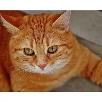 Полный 5D Diy Алмазная картина Котенок Алмазная вышивка Полный лежал вышивка крестом Домашний декор Подарок ручной работы 20x30cm