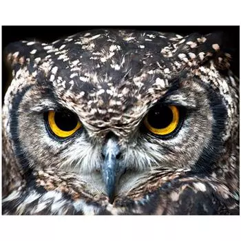 Полный 5D Diy Алмазная картина Красивая сова животное Вышивка крестом Домашний декор Подарок ручной работы 25x30cm