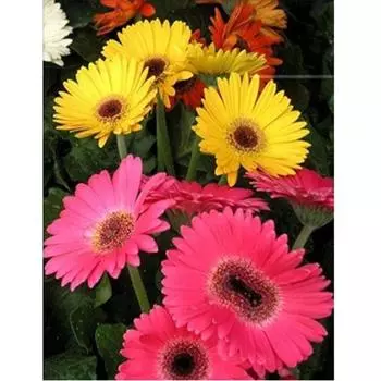 Полный 5D Diy Алмазная картина Красивые цветочные пейзажи Вышивка крестом Домашний декор Ручная работа 25x30cm