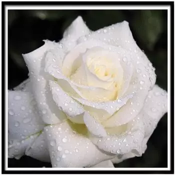 Полный 5D Diy Алмазная картина Красивый цветок Вышивка Крестом Домашний декор Ручной подарок 25x25cm