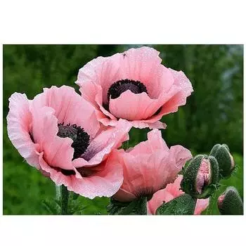 Полный 5D Diy Алмазная картина Красный цветок Дрель Вышивка Крестом Домашний Декор Ручной Подарок 25x30cm