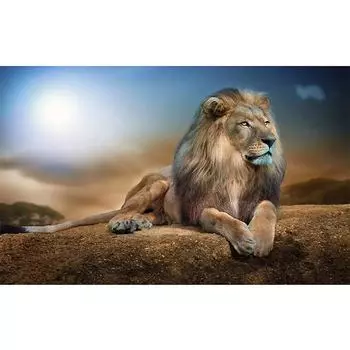Полный 5D Diy Алмазная картина Лев на камне Алмазная вышивка Полный вышивки крестом Домашний декор Подарок ручной работы 20x30cm