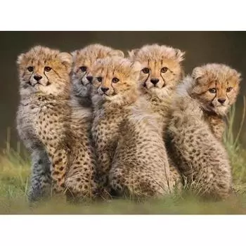 Полный 5D Diy Алмазная картина Маленький леопард Алмазная вышивка Крестом Домашний декор Подарок ручной работы 25x30cm