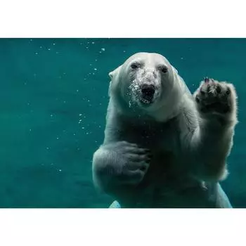 Полный 5D Diy Алмазная картина Медведь в воде Алмазная вышивка Полный вышивки крестом Домашний декор Подарок ручной работы 20x30cm