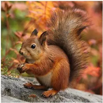 Полный 5D Diy Алмазная картина Милая белка Алмазная вышивка Крестом Домашний декор Подарки ручной работы Round 25x25cm