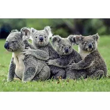 Полный 5D Diy Алмазная картина Милая Коала Алмазная вышивка Полный лежал вышивка крестом Домашний декор Подарок ручной работы 20x30cm