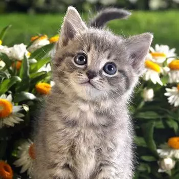 Полный 5D Diy Алмазная картина Милый кот Алмазная вышивка Крест Стежок Главная Декор Ручной подарок 25x25cm