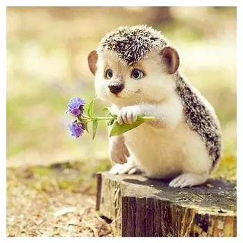 Полный 5D Diy Алмазная картина Милый маленький ежик Вышивка крестом Домашний декор Подарок ручной работы 25x25cm