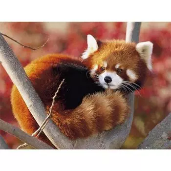 Полный 5D Diy Алмазная картина Милый маленький енот Дрель Вышивка Крестом Домашний Декор Ручная работа 25x30cm