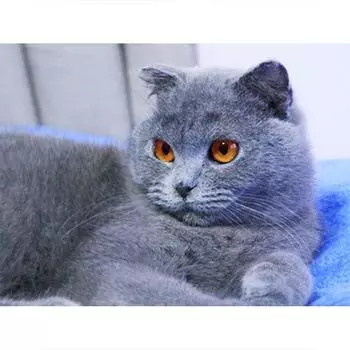 Полный 5D Diy Алмазная картина Милый Серый Кот Алмазная Вышивка Полный Вышивка Крестом Домашний Декор Подарок ручной работы 20x30cm