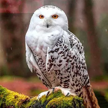 Полный 5D Diy Алмазная картина Мультфильм животных Сова Мозаика Вышивка Крестом Домашний декор Ручная работа 25x25cm