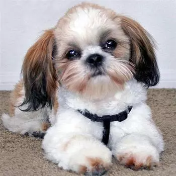 Полный 5D Diy Алмазная картина Мультфильм животных Собака Мозаика Вышивка Крестом Домашний декор Ручная работа 25x25cm