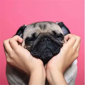 Полный 5D Diy Алмазная картина Мультфильм Милая собака Мозаика Вышивка Крестом Домашний декор Ручная работа 25x25cm