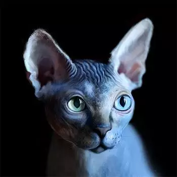 Полный 5D Diy Алмазная картина Мультфильм Монстр Кот Вышивка Крестом Домашний Декор Ручной Подарок 25x25cm